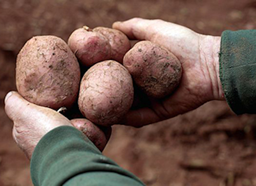 Mnet 142101 Potato Field Lead 0