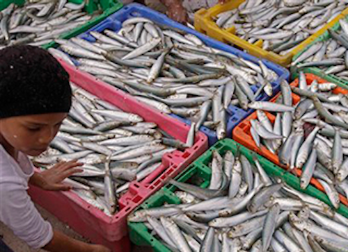 Mnet 142371 Small Fish Lead