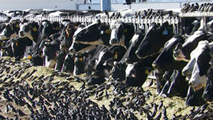 Mnet 142564 Dead Birds Lead