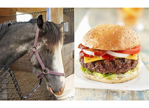 Mnet 142568 Horse Meat Lead 0