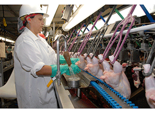 Mnet 142591 Poultry Inspection Lead 2