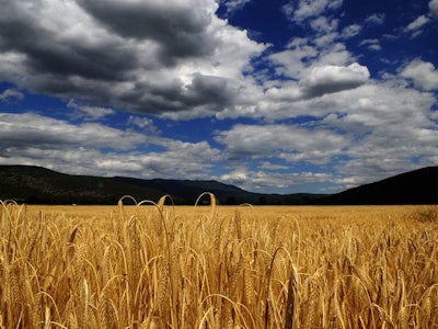 Mnet 185992 Wheat 1