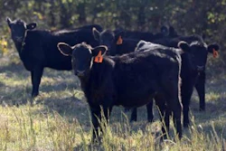 Mnet 43324 Black Angus Cattle Cows Ap