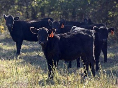 Mnet 43324 Black Angus Cattle Cows Ap
