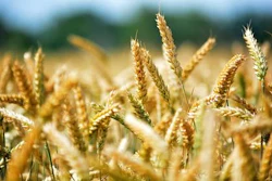 Mnet 43503 Wheat 0