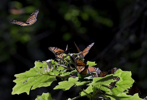 Mnet 120276 Monarch