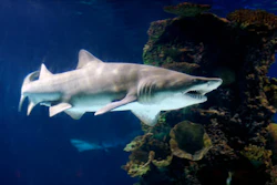 Mnet 120463 Tigershark
