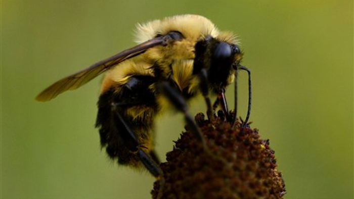 Mnet 120469 Pestbees