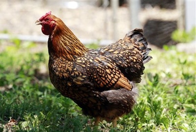 Mnet 186423 Chicken 0