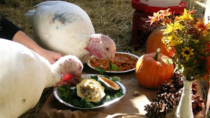 Mnet 28757 Turkeys
