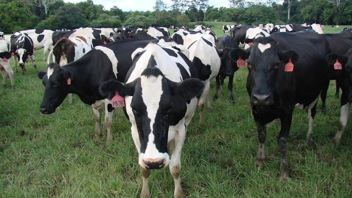 Mnet 36185 Cows 0