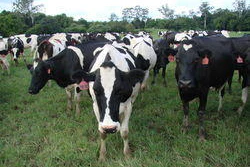 Mnet 37103 Cows 2