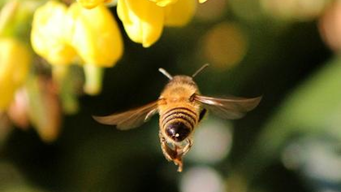 Mnet 43921 Honeybee 0