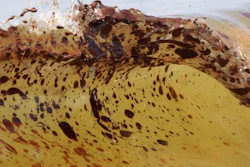 Mnet 44529 Oil Spill 0