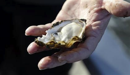 Mnet 120642 Oysters 0