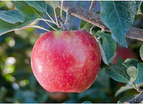 Mnet 143607 Apple Industry Lead