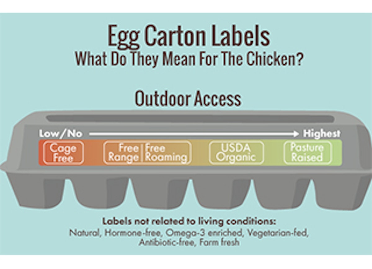 Eggsposing Eggs: What Labels Really Mean For You and the ...