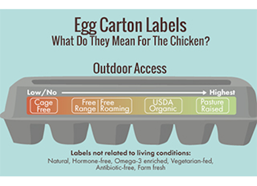 34 Free Egg Carton Label Template - Labels Design Ideas 2020