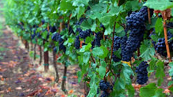Mnet 143768 Oregon Wine Lead