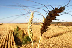 Mnet 143901 Wheat Production Lead 1