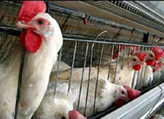 Mnet 144021 Hens In Cages Lead