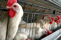 Mnet 144021 Hens In Cages Lead