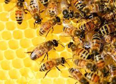Mnet 144067 Honey Bees Lead