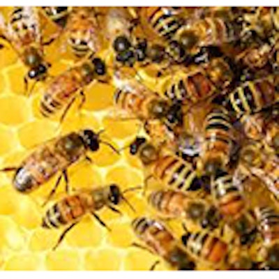 Mnet 144068 Honey Bees Thumb