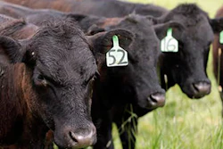 Mnet 45229 Cow Antibiotic Lead