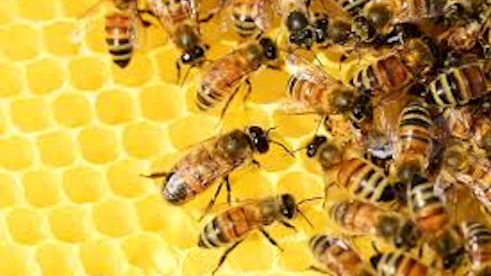 Mnet 45233 Honeybeehive