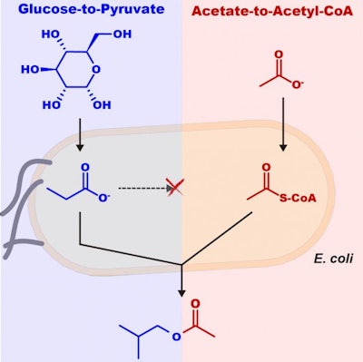 Mnet 121146 Biochemsynth