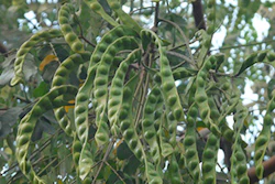 Mnet 144767 Legumes Lead