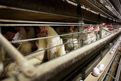 Mnet 144780 Bird Flu Minnesota Lead 1