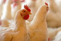 Mnet 144868 Chix Price Lead