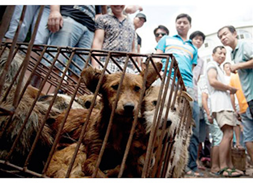 Mnet 144969 Dog Meat Outcry Lead