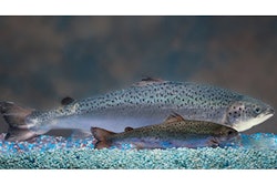 Mnet 145104 Gm Salmon Lead