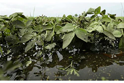 Mnet 145150 Soybean Crop Lead 1