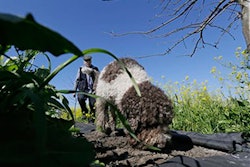 Mnet 145156 Truffle Dogs Lead