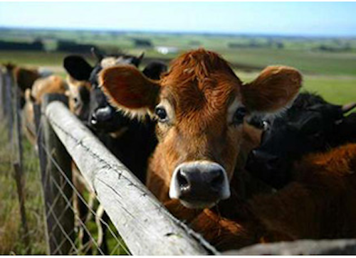 Mnet 145176 Cattle Id Lead