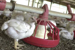 Mnet 45654 630645 Tyson Foods Antibiotics jpe