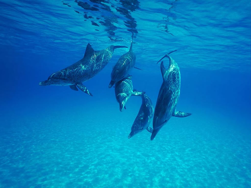 Mnet 121379 Dolphins