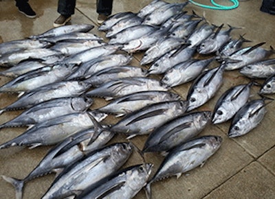 Mnet 145263 Tuna Fish Lead 1