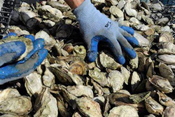 Mnet 145484 Oyster Picture Lead