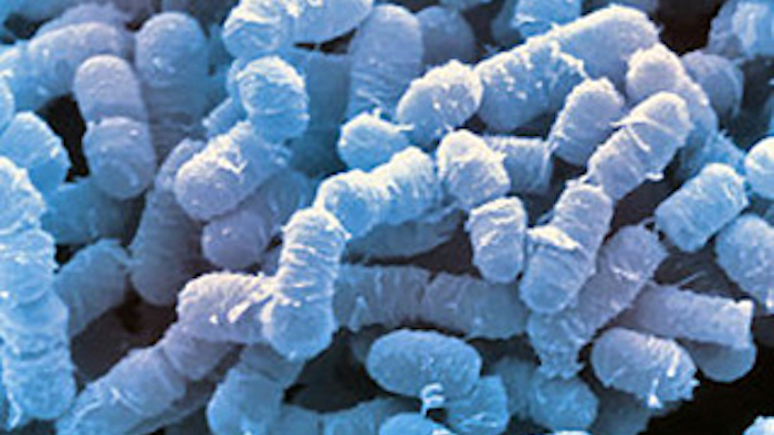 Mnet 145575 Foodborne Bacteria Lead