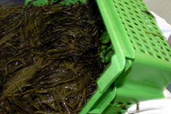 Mnet 145627 Bacon Seaweed Lead