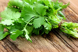 Mnet 145902 Mexico Cilantro Lead