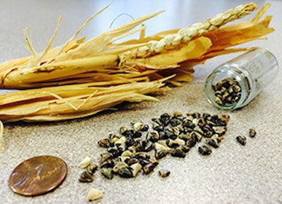 Mnet 145907 Corn Genome Lead