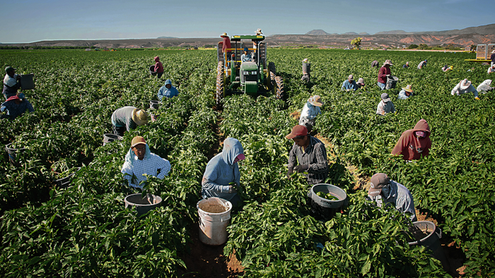 Mnet 170897 Saving Green Chile Minn 0
