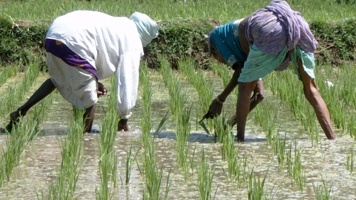 Mnet 170923 Working In The Rice Paddy 1