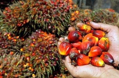 Mnet 121581 Palmoil